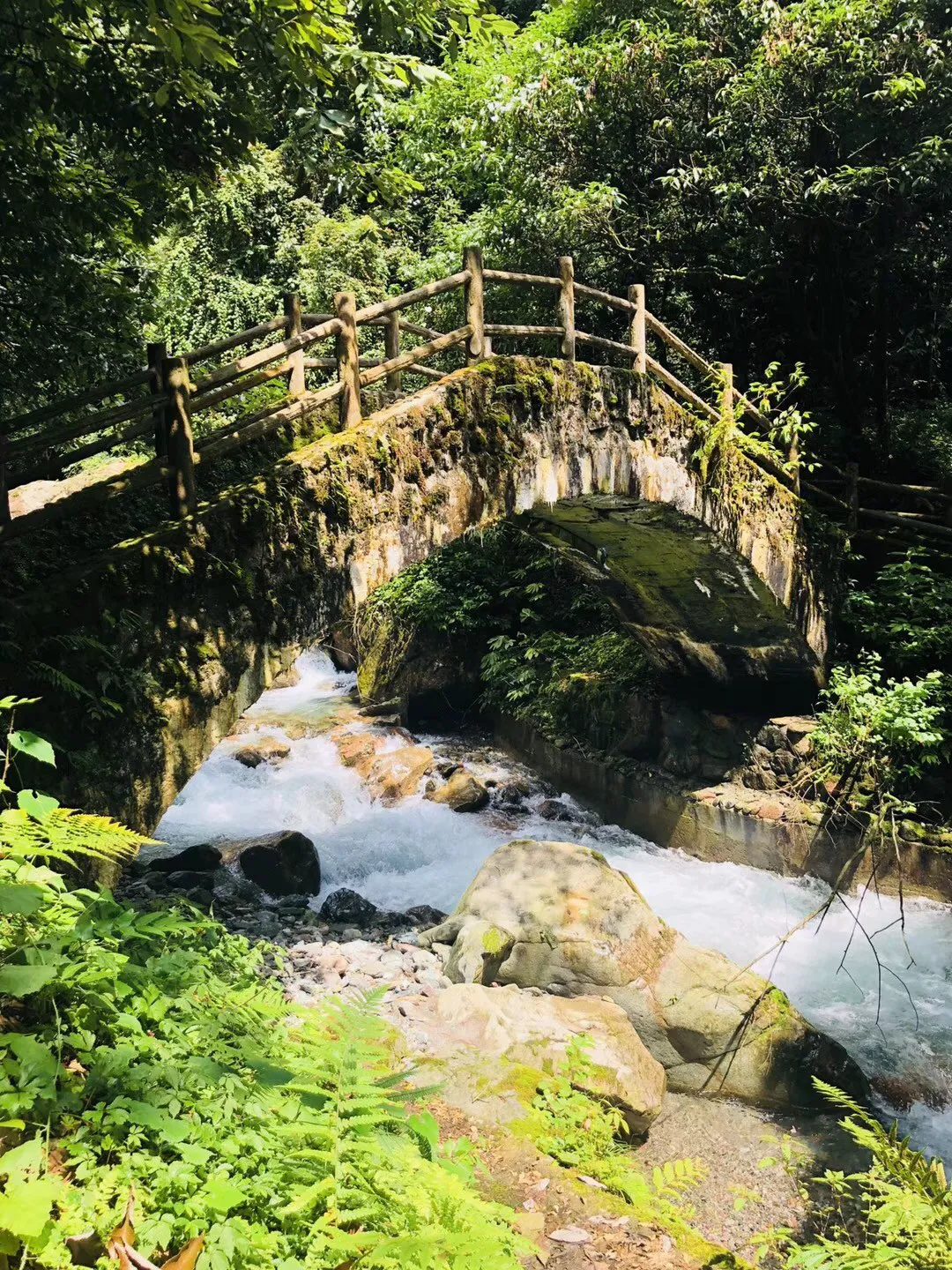 大鹰森林逃生